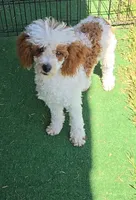 Ellie, a female Poodle - Toy  for sale in Fort Worth, TX – 1 of 5