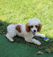 Ellie, a female Poodle - Toy  for sale in Fort Worth, TX – 5 of 5