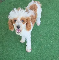 Ellie, a female Poodle - Toy  for sale in Fort Worth, TX – 3 of 5