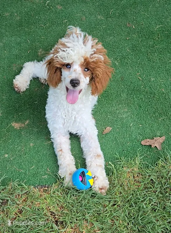 Finley – Poodle - Miniature  puppy for sale in Fort Worth, TX