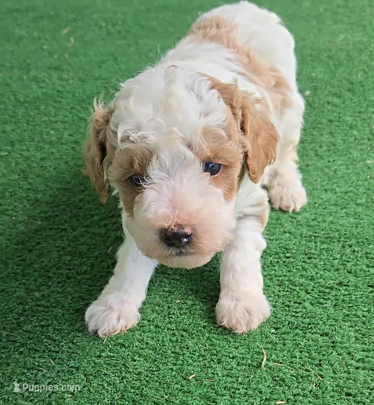 Teddy – Poodle - Miniature  puppy for sale in Fort Worth, TX
