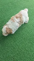 Teddy, a male Poodle - Miniature  for sale in Fort Worth, TX – 3 of 4