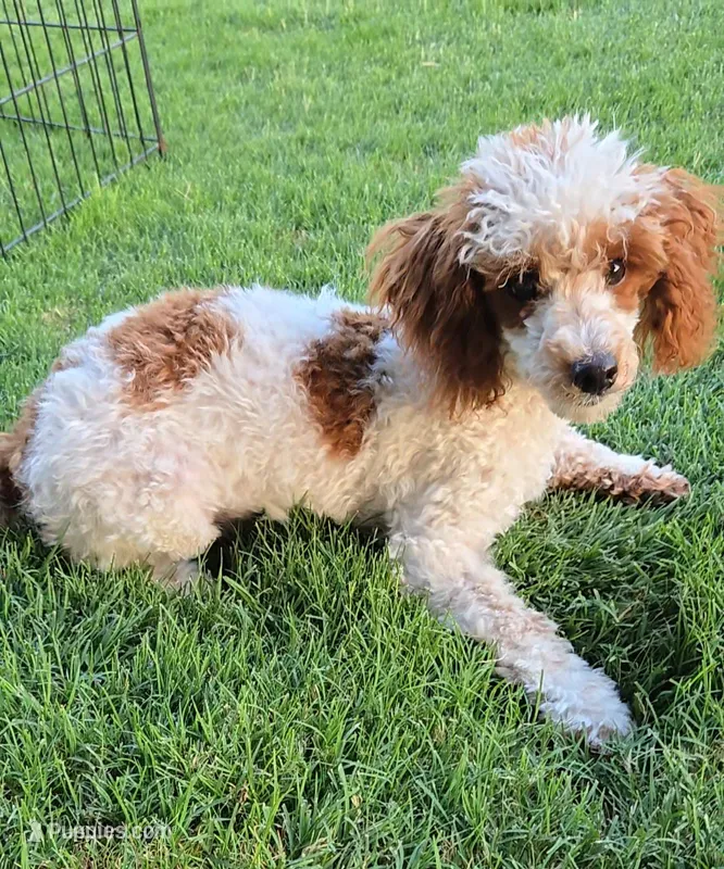 Dusty – Poodle - Toy  puppy for sale in Fort Worth, TX