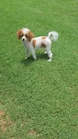Dory, a female Poodle - Toy  for sale in Fort Worth, TX – 5 of 5
