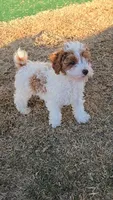 Ivy - AKC, a female Poodle - Miniature  for sale in Fort Worth, TX – Photo 3 of 7