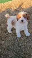 Ivy - AKC, a female Poodle - Miniature  for sale in Fort Worth, TX – Photo 1 of 7