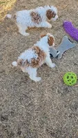 Luka - AKC, a male Poodle - Toy  for sale in Fort Worth, TX – Photo 2 of 2