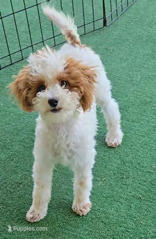 Cassy – Poodle - Toy  puppy for sale in Fort Worth, TX