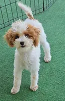 Cassy, a female Poodle - Toy  for sale in Fort Worth, TX – 1 of 4