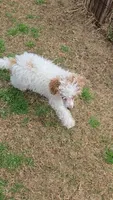 Cassy - AKC, a female Poodle - Toy  for sale in Fort Worth, TX – Photo 3 of 4