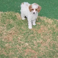 Cassy - AKC, a female Poodle - Toy  for sale in Fort Worth, TX – Photo 2 of 4