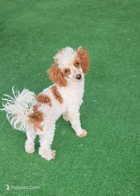 Dusty – Poodle - Toy  puppy for sale in Fort Worth, TX