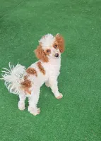 Dusty, a male Poodle - Toy  for sale in Fort Worth, TX – 1 of 5