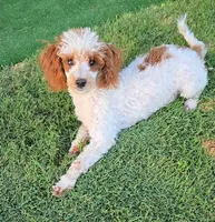 Dusty, a male Poodle - Toy  for sale in Fort Worth, TX – 3 of 3