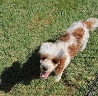 Ellie, a female Poodle - Toy  for sale in Fort Worth, TX – 4 of 5