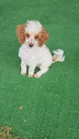 Dusty, a male Poodle - Toy  for sale in Fort Worth, TX – 2 of 5