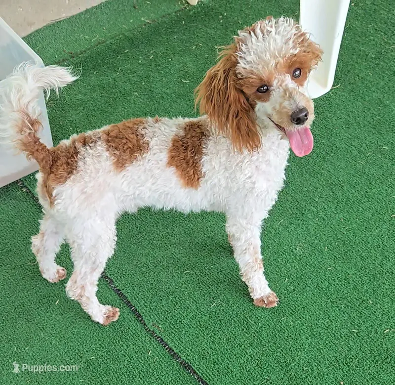 Dusty – Poodle - Miniature  puppy for sale in Fort Worth, TX