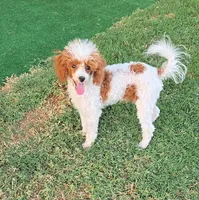Dory, a female Poodle - Toy  for sale in Fort Worth, TX – 2 of 3