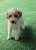 Fiona, a female Poodle - Toy  for sale in Fort Worth, TX – 2 of 2