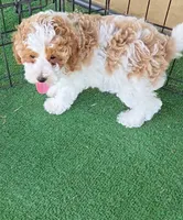 Birdie - AKC, a female Poodle - Miniature  for sale in Fort Worth, TX – 3 of 4