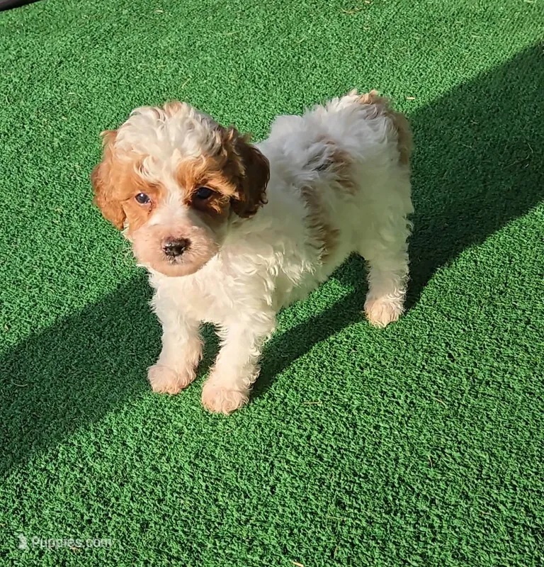 Hazel – Poodle - Miniature  puppy for sale in Fort Worth, TX