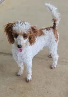Dusty, a male Poodle - Miniature  for sale in Fort Worth, TX – 2 of 3