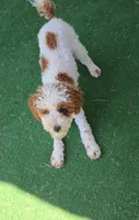 Finley, a male Poodle - Miniature  for sale in Fort Worth, TX – 6 of 6