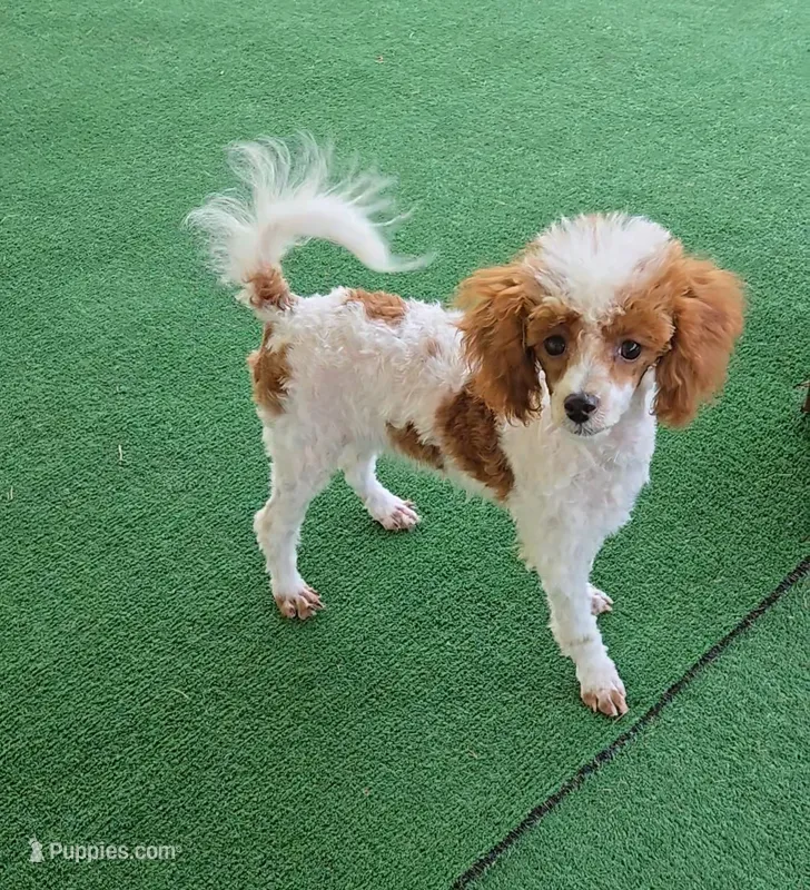 Dory – Poodle - Toy  puppy for sale in Fort Worth, TX