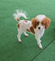 Dory, a female Poodle - Toy  for sale in Fort Worth, TX – 1 of 2