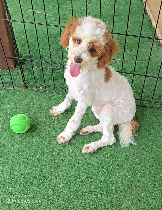 AKC - Finley – Poodle - Miniature  puppy for sale in Fort Worth, TX