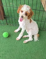 AKC - Finley, a male Poodle - Miniature  for sale in Fort Worth, TX – Photo 1 of 6