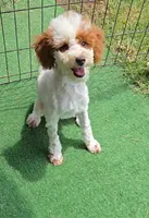 AKC - Finley, a male Poodle - Miniature  for sale in Fort Worth, TX – Photo 2 of 6