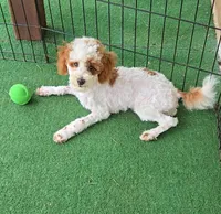 AKC - Finley, a male Poodle - Miniature  for sale in Fort Worth, TX – Photo 3 of 6