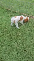 Dory, a female Poodle - Toy  for sale in Fort Worth, TX – 3 of 5