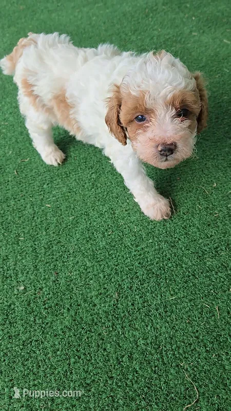 Hazel – Poodle - Miniature  puppy for sale in Fort Worth, TX