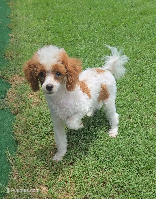 Dory – Poodle - Toy  puppy for sale in Fort Worth, TX