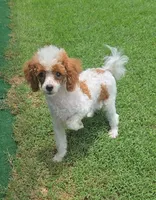 Dory, a female Poodle - Toy  for sale in Fort Worth, TX – 1 of 5