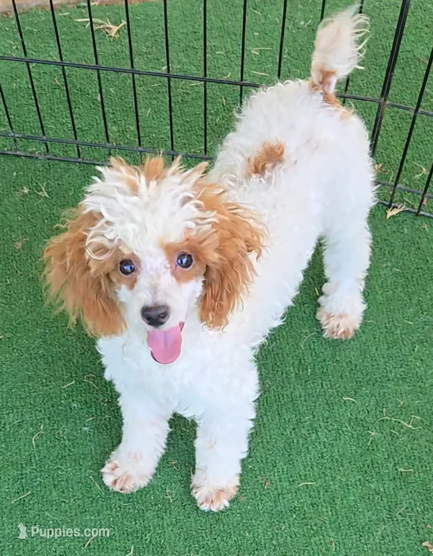 Cassy – Poodle - Toy  puppy for sale in Fort Worth, TX