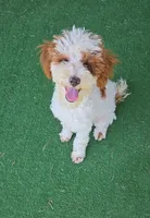 Finley, a male Poodle - Miniature  for sale in Fort Worth, TX – 4 of 6