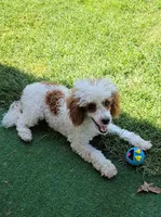 Ellie, a female Poodle - Toy  for sale in Fort Worth, TX – 3 of 5