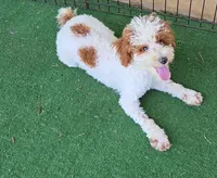 Finley, a male Poodle - Miniature  for sale in Fort Worth, TX – 2 of 6