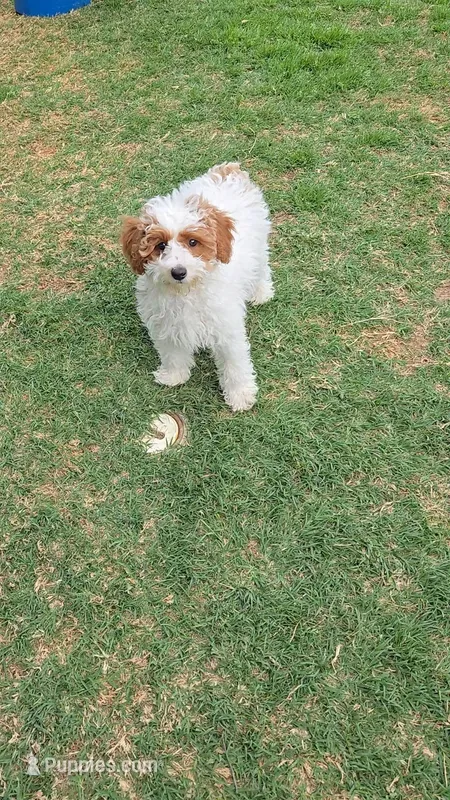 Harper - AKC – Poodle - Miniature  puppy for sale in Fort Worth, TX