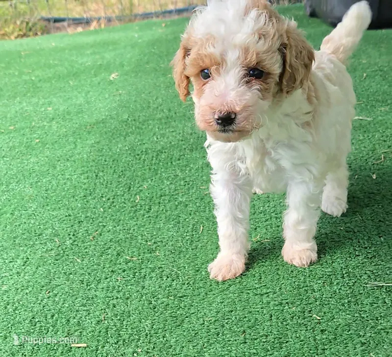 Fiona – Poodle - Toy  puppy for sale in Fort Worth, TX