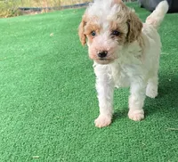 Fiona, a female Poodle - Toy  for sale in Fort Worth, TX – 1 of 2
