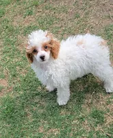 AKC - Cassy, a female Poodle - Toy  for sale in Fort Worth, TX – Photo 4 of 4