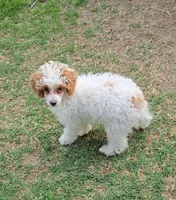 AKC - Cassy, a female Poodle - Toy  for sale in Fort Worth, TX – Photo 2 of 4