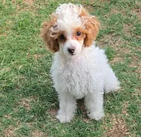 AKC - Cassy, a female Poodle - Toy  for sale in Fort Worth, TX – Photo 1 of 4