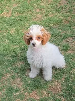 AKC - Cassy, a female Poodle - Toy  for sale in Fort Worth, TX – Photo 3 of 4