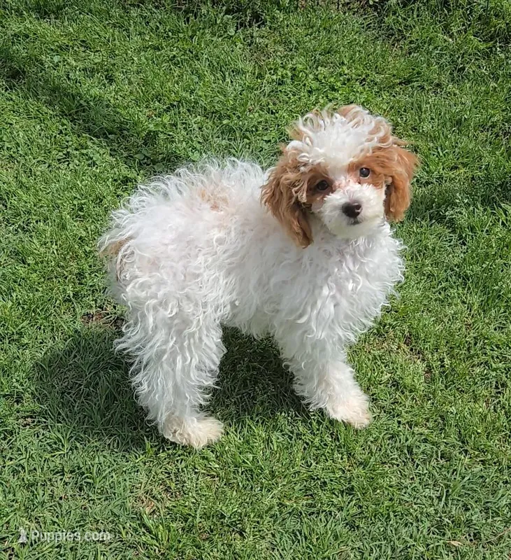 AKC - Cassy – Poodle - Toy  puppy for sale in Fort Worth, TX