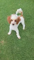 Dusty, a male Poodle - Toy  for sale in Fort Worth, TX – 3 of 5